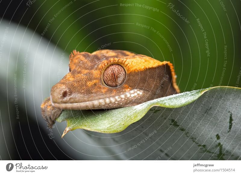 Gecko Peeking Over Leaf Nature Plant Animal Foliage plant Pet Wild animal 1 Crouch Listening Hunting Colour photo Multicoloured Close-up Detail