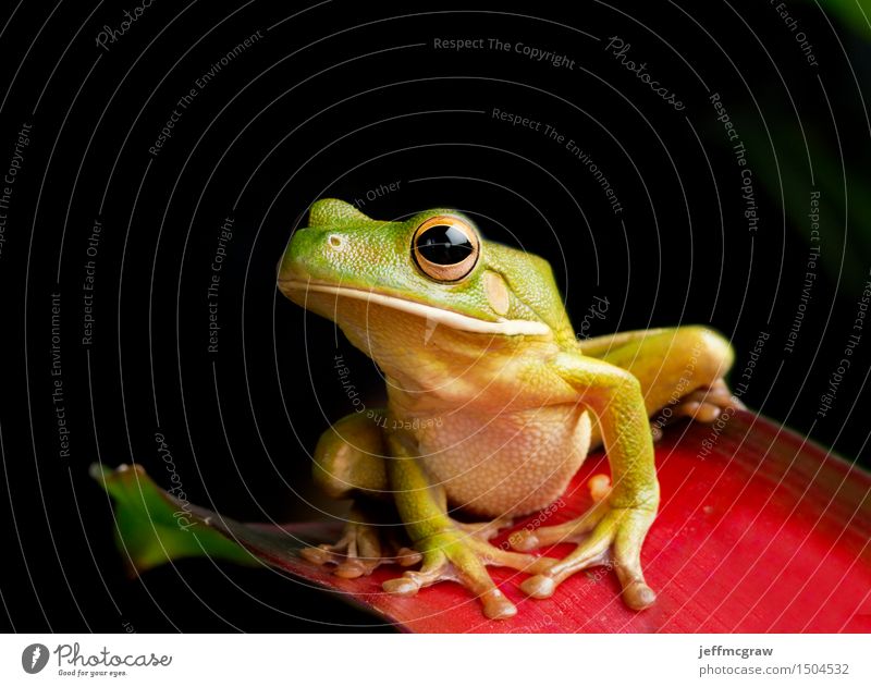 Giant Tree Frog on Red Foliage Environment Nature Plant Exotic Animal Pet Wild animal 1 Hang Crouch Colour photo Multicoloured Close-up Macro (Extreme close-up)