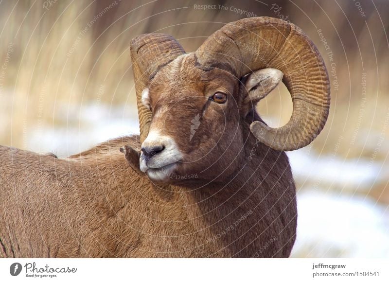 Bighorn Ram Environment Landscape Animal Grass Meadow Wild animal Bighorn ram 1 Observe Feeding Stand Beautiful Muscular Colour photo Multicoloured