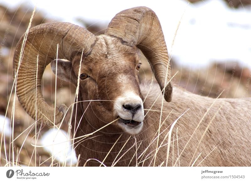 Bighorn Sheep Ram Grazing Environment Nature Landscape Plant Animal Snow Grass Meadow Mountain Wild animal Bighorn ram 1 Feeding Listening Athletic Muscular