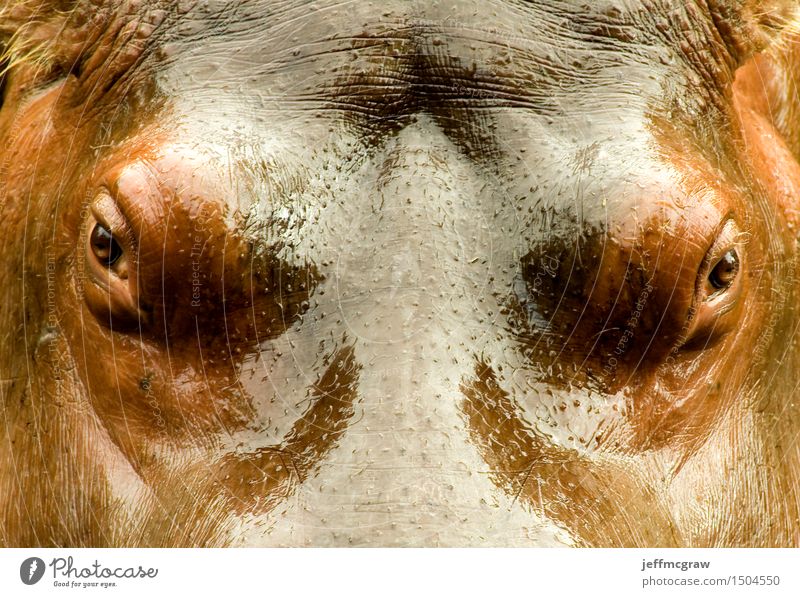 Hippo Face Close Up Animal Wild animal Hippopotamus 1 Breathe Aggression Threat Fat Healthy Beautiful Near Muscular Wet Colour photo Multicoloured Exterior shot