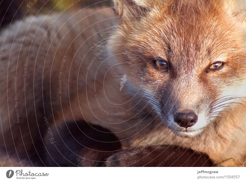 Baby Fox Portrait Animal Grass Meadow Wild animal 1 Baby animal Crouch Listening Kneel Sit Beautiful Cuddly Small Colour photo Multicoloured Exterior shot