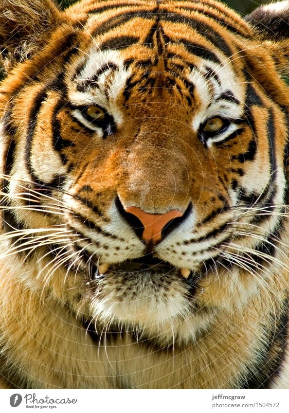 Siberian Tiger Nature Animal Wild animal 1 Aggression Muscular Beautiful Orange Black White Colour photo Multicoloured Exterior shot Deserted Day