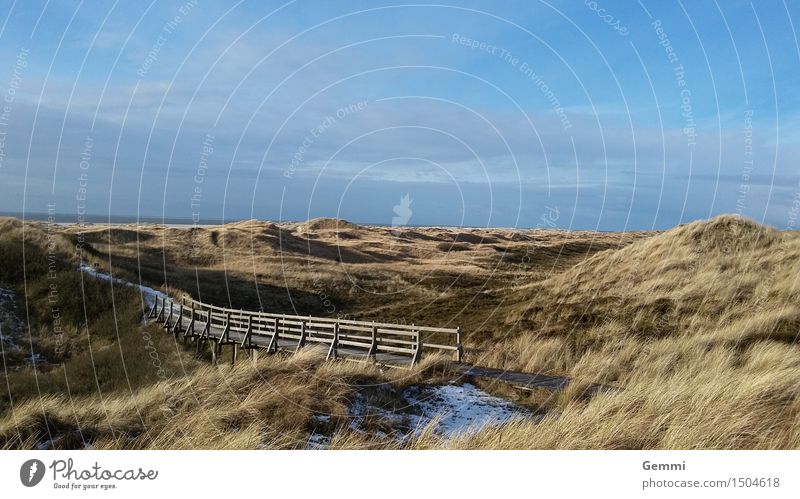 Dune in blue Environment Nature Landscape Plant Sky Clouds Horizon Winter Beautiful weather Ice Frost Grass North Sea Island Amrum Deserted Hiking Infinity