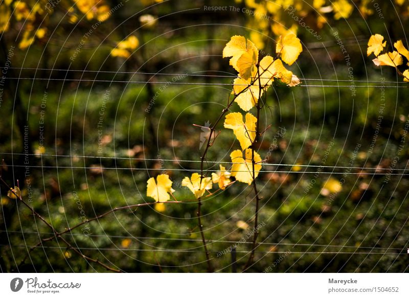 Vines in autumn Nature Autumn Beautiful weather Bushes Leaf Colour Moody Vineyard Plant Yellow Colour photo Exterior shot Day Contrast