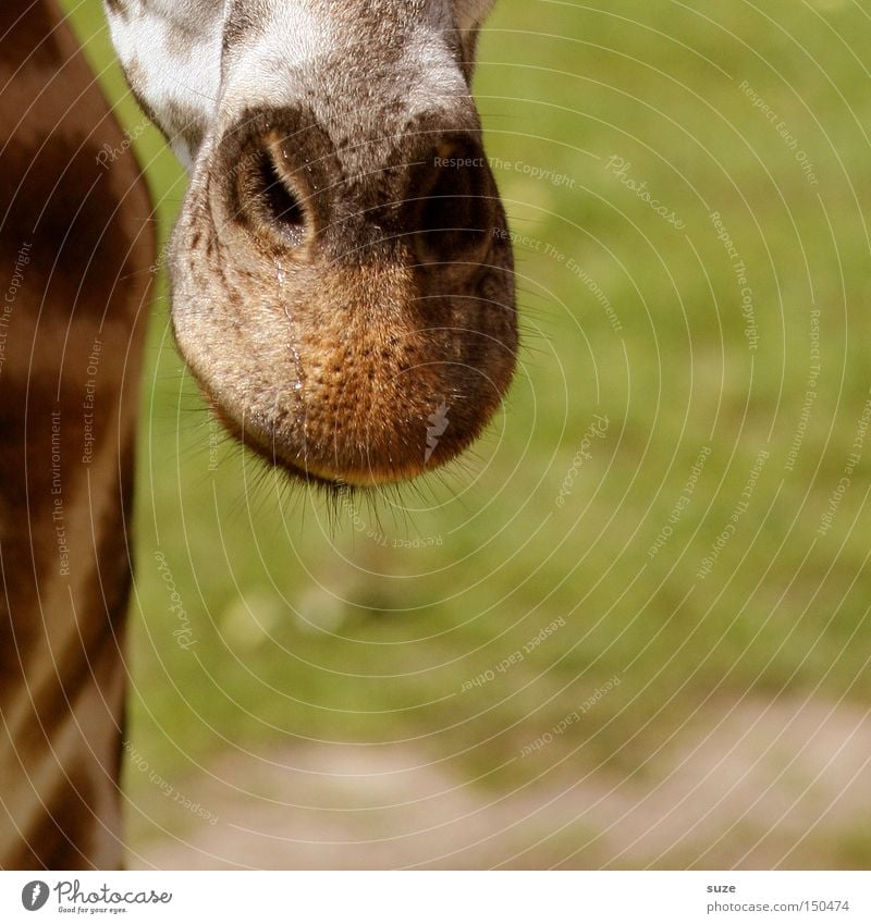 Nose in front Animal Wild animal Giraffe 1 Exotic Love of animals Curiosity Head Neck Wood grain Eyes Eyelash Patch Africa Mammal Colour photo Exterior shot