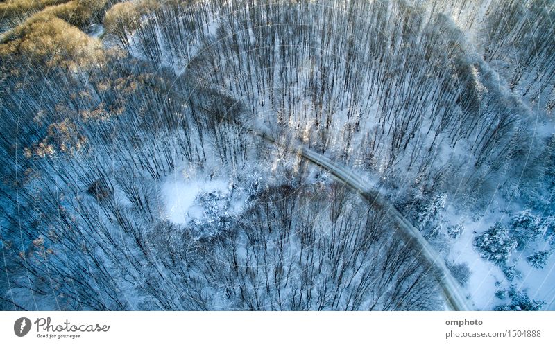 Aerial view of a deciduous forest with high trees and road in the winter Sun Winter Snow Mountain Nature Landscape Tree Forest Street Freeze Blue White Curve