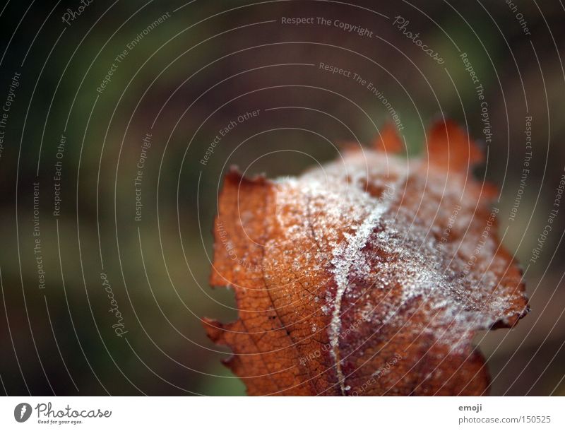 frosty leaf Leaf Nature Plant Frost Cold Frozen Macro (Extreme close-up) Close-up cold snap Rope