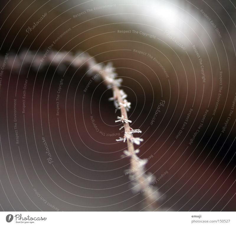 -*-*-*-*-*- Branch Nature Plant Frost Cold Frozen Macro (Extreme close-up) Near Close-up Crystal structure cold snap Rope Painted