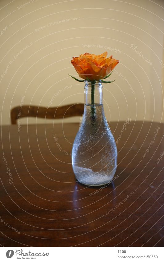 vase flowers Flower Flower vase Blossom Decoration Bottle Foliage plant Plant Shadow Stalk Chair Table Tabletop Vase Household Light