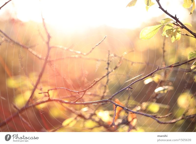 sunbathe Environment Nature Plant Sun Sunlight Summer Autumn Bushes Moody Branch Autumnal Warmth Warm light Colour photo Exterior shot Twilight Sunrise Sunset