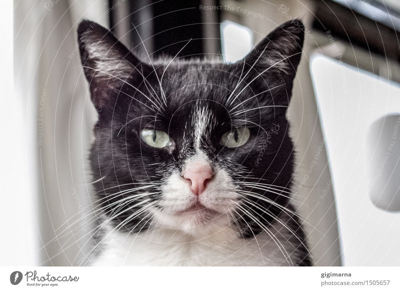 kitty Elegant Animal Pet Cat 1 Black White Love of animals Colour photo Black & white photo Interior shot Animal portrait Looking into the camera