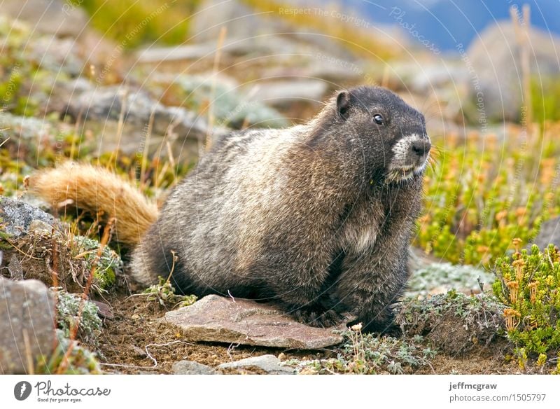 Marmot Environment Nature Landscape Plant Animal Grass Bushes Meadow Mountain Wild animal 1 Crawl Colour photo Exterior shot Deserted Copy Space top Morning