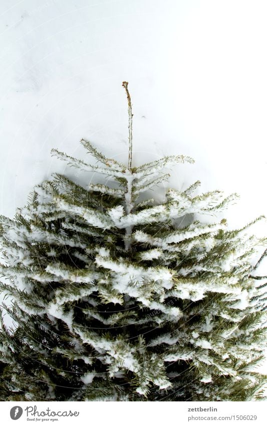 Christmas tree/slight return Anti-Christmas Cold Nature Virgin snow Snow Snow layer Thaw Winter Tree Coniferous trees Deserted