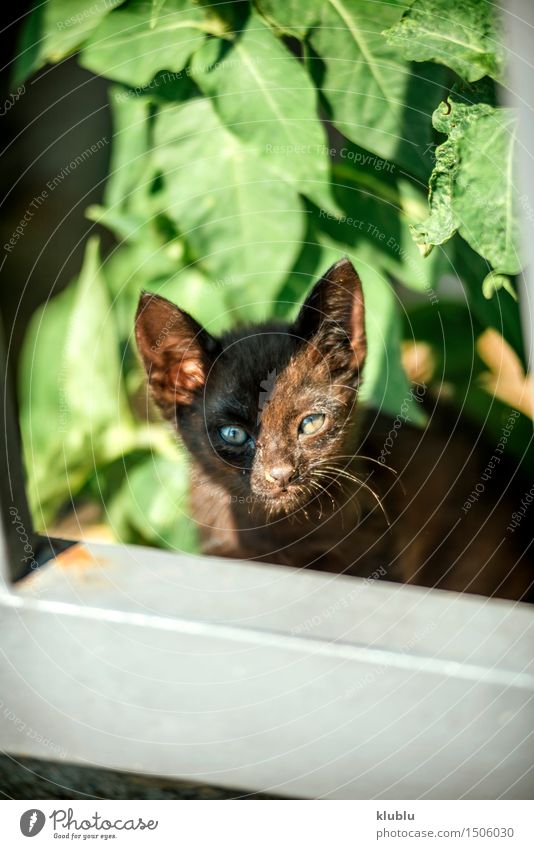 little cat Street Hair Cat Observe Small Cute Wild Soft grey kitten not Take issue social issue Purebred carefully Street cat Social light Important eyes