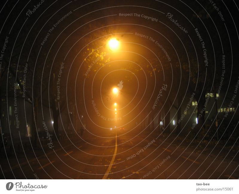 Road in the fog Fog Night Street lighting Light Car