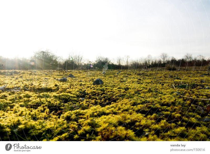 morning glory Moss Landscape Floor covering Ground Tree Gold Structures and shapes Beautiful Bushes Stone Horizon Autumn Mountain Minerals Cover Nature