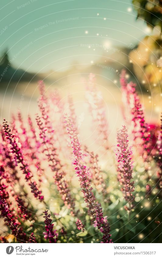 Summer garden with sage flowers Lifestyle Garden Nature Plant Sunrise Sunset Sunlight Autumn Beautiful weather Flower Leaf Blossom Park Blossoming Design