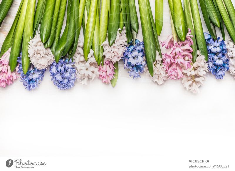 Spring flowers background with hyacinths on white wood Style Design Summer Garden Decoration Feasts & Celebrations Nature Plant Flower Leaf Blossom Bouquet