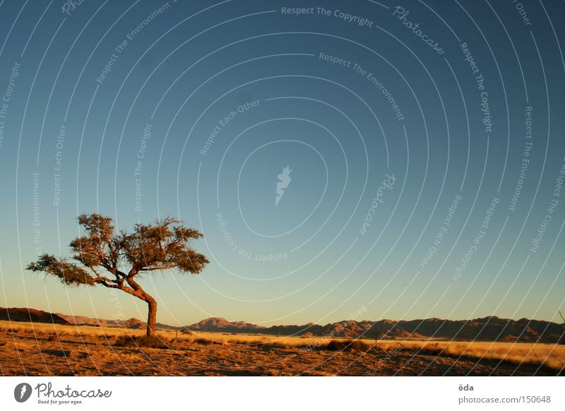 Look, a tree! Tree Sky Far-off places Landscape Africa Namibia Vantage point Moody Evening Loneliness