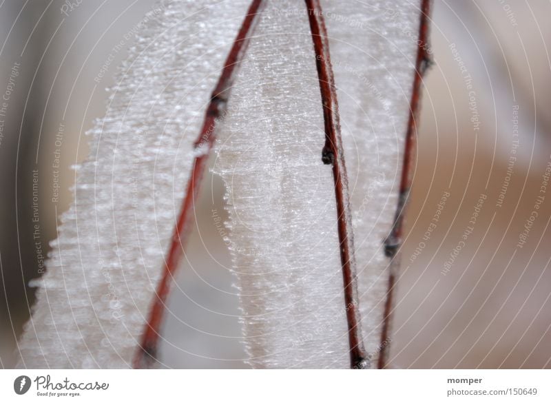 Icy shape Ice Twig Branch Ice crystal Winter Frost Cold