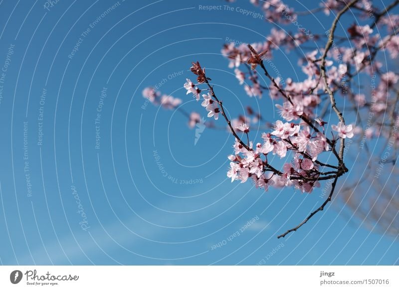 spring awakening Spring Tree Blossom Blossoming Illuminate Elegant Fresh Bright Warmth Soft Blue Pink Spring fever Warm-heartedness Colour Emotions Happy Growth