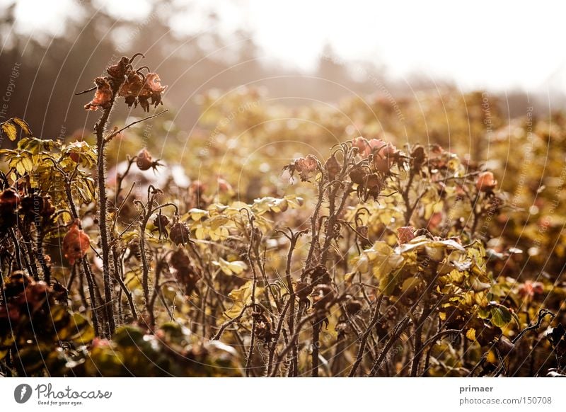 rough country Autumn Monochrome Plant Back-light Grief Past Rose hip Longing Transience Ochre Nature Death Hopelessness End Distress Dog rose Limp