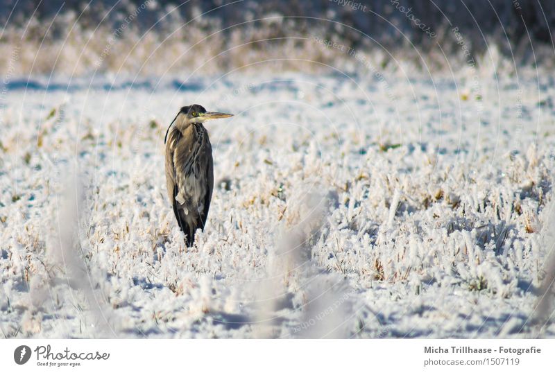 Nix los here Winter Snow Environment Nature Animal Sunlight Beautiful weather Ice Frost Grass Meadow Wild animal Bird Animal face Wing 1 Observe Flying Freeze