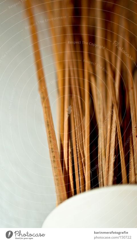 Living room Deco Vase White Dry Decoration Close-up dry plant Detail