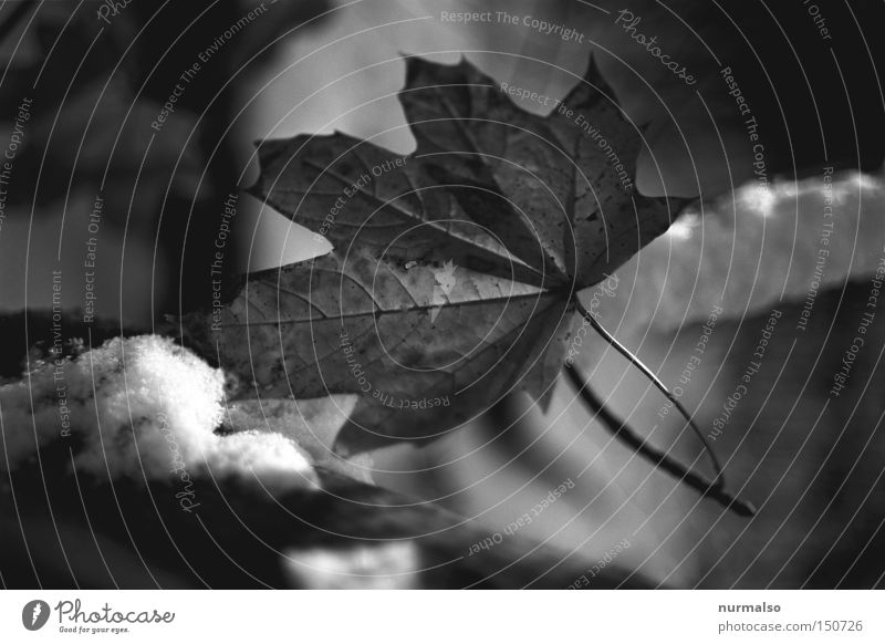 December paper Leaf Autumn Winter Snow Frost Cold Branch Tree Analog Graphic Dream Black & white photo 25ASA Vivitar Minolta Adox Orthochromatic