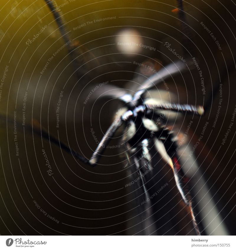 belly landing Insect Butterfly Terrarium Pests Mosquitos Breastplate Disgust Close-up Monster Creepy Macro (Extreme close-up)