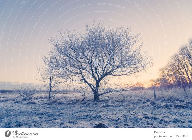 Frozen tree on a field Beautiful Vacation & Travel Winter Snow Nature Landscape Sky Weather Tree Cool (slang) Bright Blue White Loneliness Denmark Scandinavia