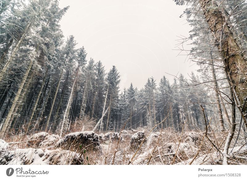 Pine trees in the winter Beautiful Winter Snow Environment Nature Landscape Sky Weather Fog Tree Grass Forest Cool (slang) Gray White Scandinavia Denmark