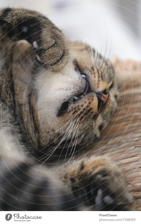 Sleeping cat Animal Cat 1 Cute Beautiful Brown Esthetic Calm Dream Colour photo Interior shot