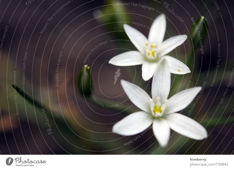 twins Flower Ornithogalum Floristry Plant Flower shop Blossom Blossom leave Bud Park Macro (Extreme close-up) Close-up Easter card