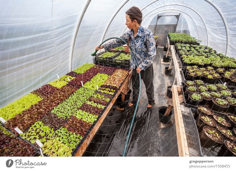 Young woman watering plants. Work and employment Woman Adults 1 Human being 30 - 45 years Plant Garden Growth Barefoot dome Farm Greenhouse Self-made Hose