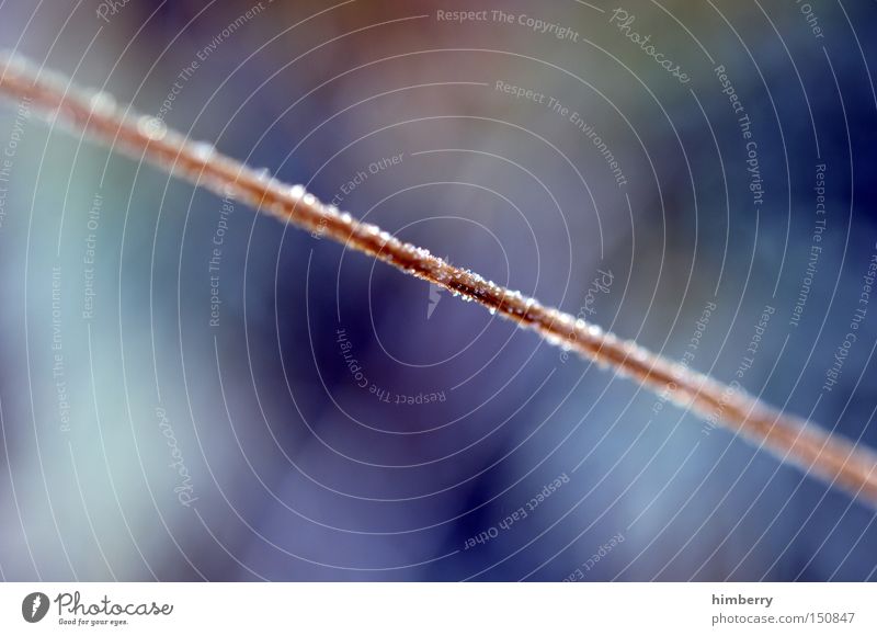 frost Frost Winter Snow Hoar frost Nature Autumn Seasons Blade of grass Meadow Branch Depth of field Macro (Extreme close-up) Close-up Plant