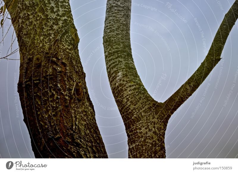 IY Tree Tree trunk Tree bark Ypsilon Junction Branch Sky Badlands Bleak Deciduous tree Nature Environment