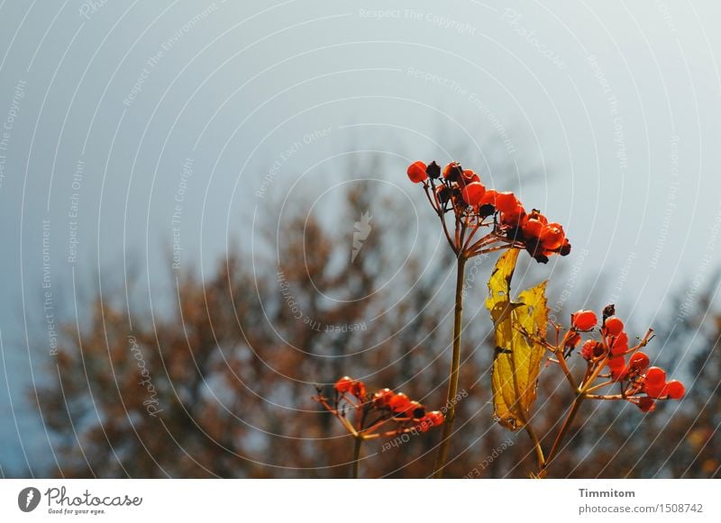 Ripe fruit. Nature Plant Sky Leaf Berries Natural Brown Yellow Red Transience Autumn Stalk Colour photo Deserted Copy Space top Day Artificial light