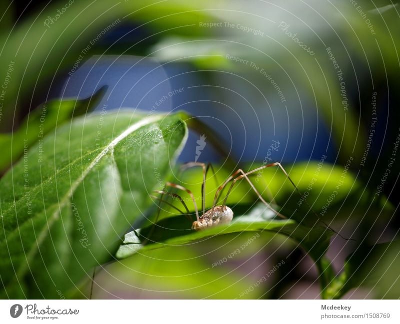 Rare balcony visitors Environment Nature Plant Animal Sun Summer Beautiful weather Bushes Leaf Foliage plant Farm animal Wild animal Spider daddy-long-legs Legs