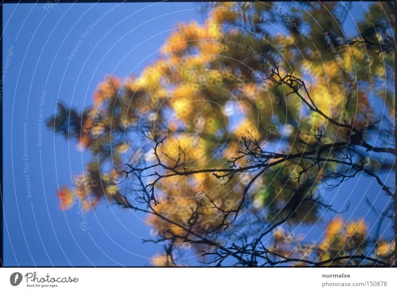 antidepressant Tree Autumn Colour Branch Joy Sky Blue Rich Leaf To fall Colouring Empty End Automn wood Autumnal colours Autumnal weather Clarity Considerable