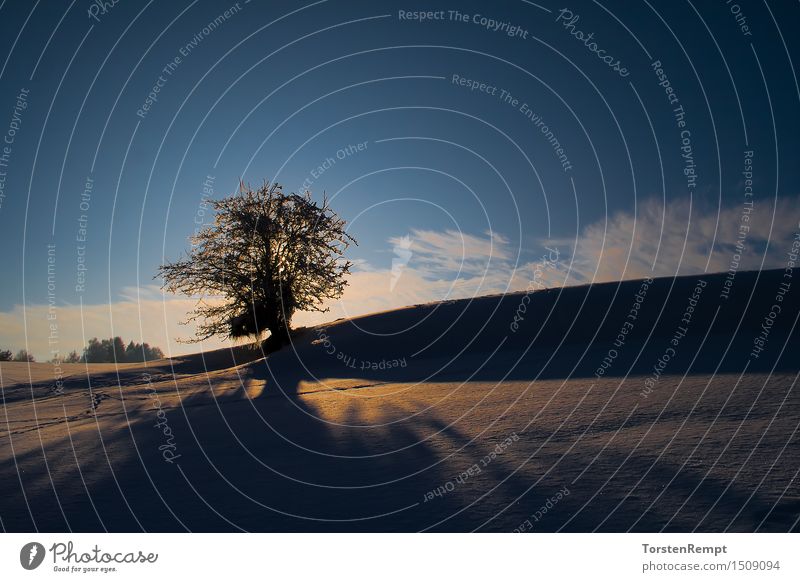 Evening mood in winter Nature Landscape Ice Frost Snow Field Blue Orange White Winter Germany Thuringia Tree Dusk Sunset Sunlight Sky Calm Loneliness Light