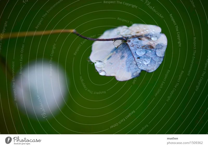 turned over Plant Drops of water Autumn Grass Leaf Hang Wet Blue Brown Green Colour photo Exterior shot Close-up Pattern Structures and shapes Deserted