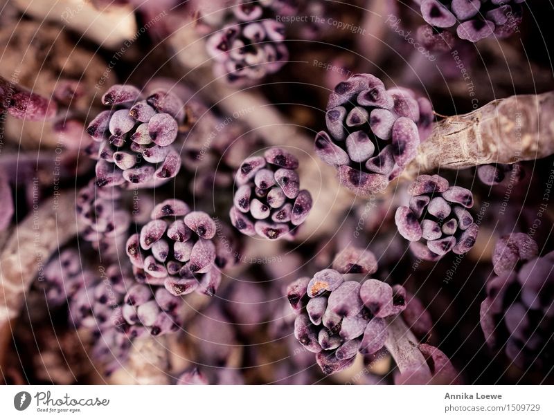 flowers Wall (barrier) temple old Thai Design decoration pattern Buddha Asia Thailand Background picture Living thing ancient culture traditional Detail texture