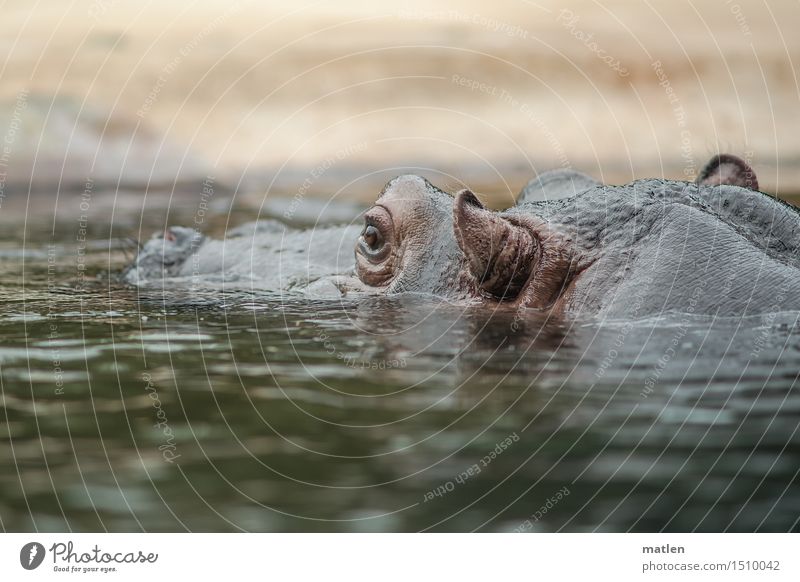 cast an eye Water Animal 1 Swimming & Bathing Dark Brown Gray Green Hippopotamus Eyes Ear Water line Colour photo Subdued colour Exterior shot Close-up Deserted