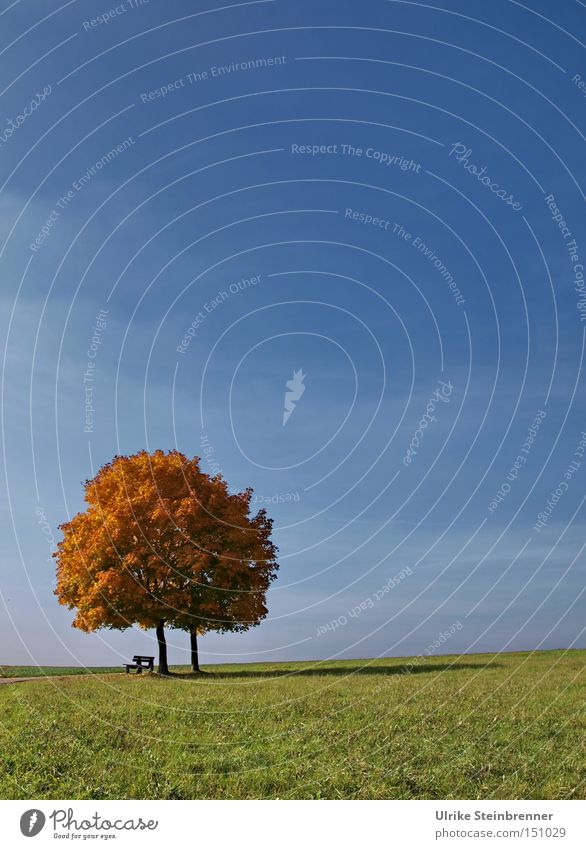 Single pair of trees with autumn leaves in front of a blue sky Nature Landscape Sky Autumn Beautiful weather Grass Field Stand To dry up Growth Near Blue