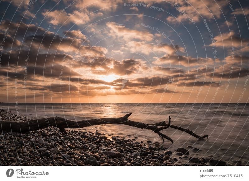 Driftwood on the coast of the Baltic Sea Relaxation Vacation & Travel Beach Ocean Waves Nature Landscape Water Clouds Coast Stone Wood Romance Idyll Tourism