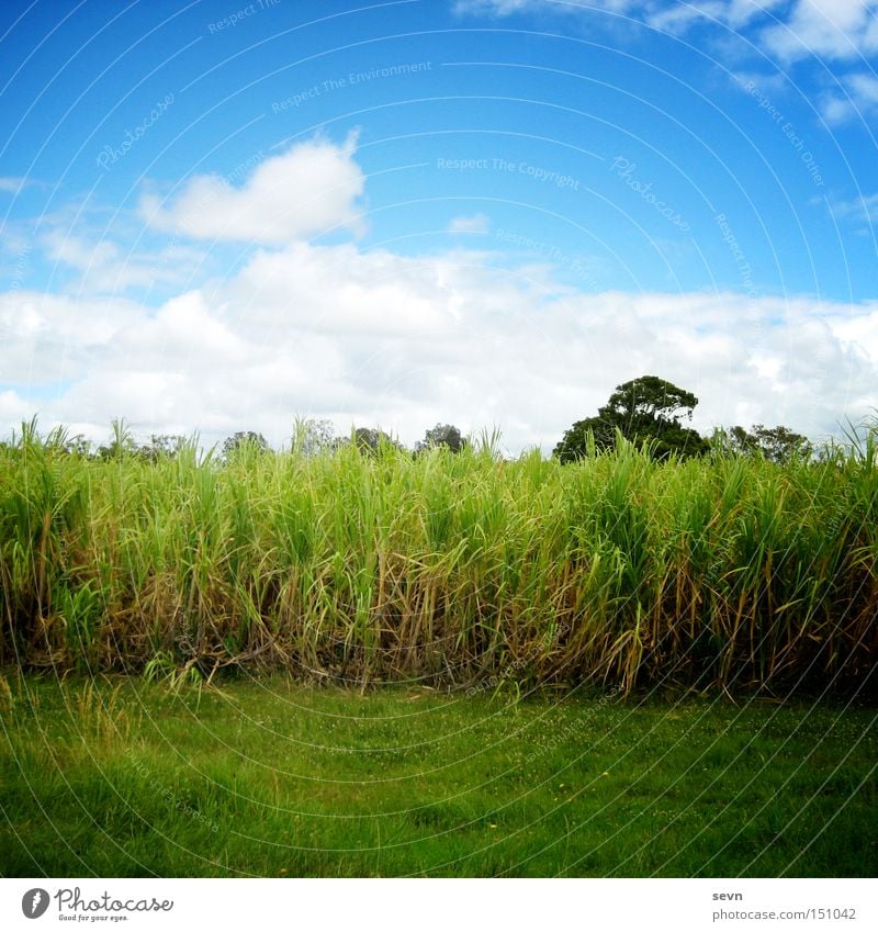 No bed in the cornfield Field Grass Wheat Grain Maize Tree Meadow Sky Clouds Green Blue White Summer