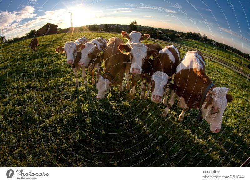 What are you looking at? Cow Calf Meadow Sun Back-light Clouds Fisheye Antlers Patch Speckled Ear Looking Herd Mammal