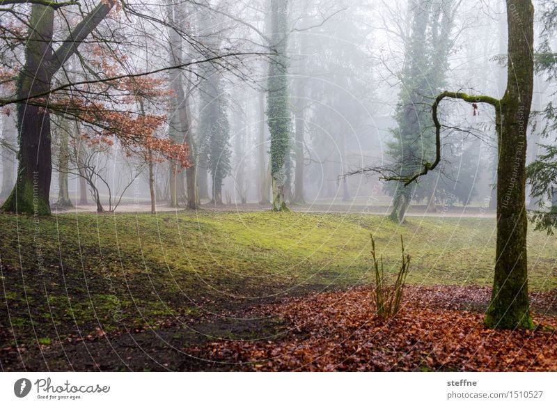 Trees (8/8) Nature wax Oxygen Environment Climate ecology Forest clearing Park Fog Winter Mystic